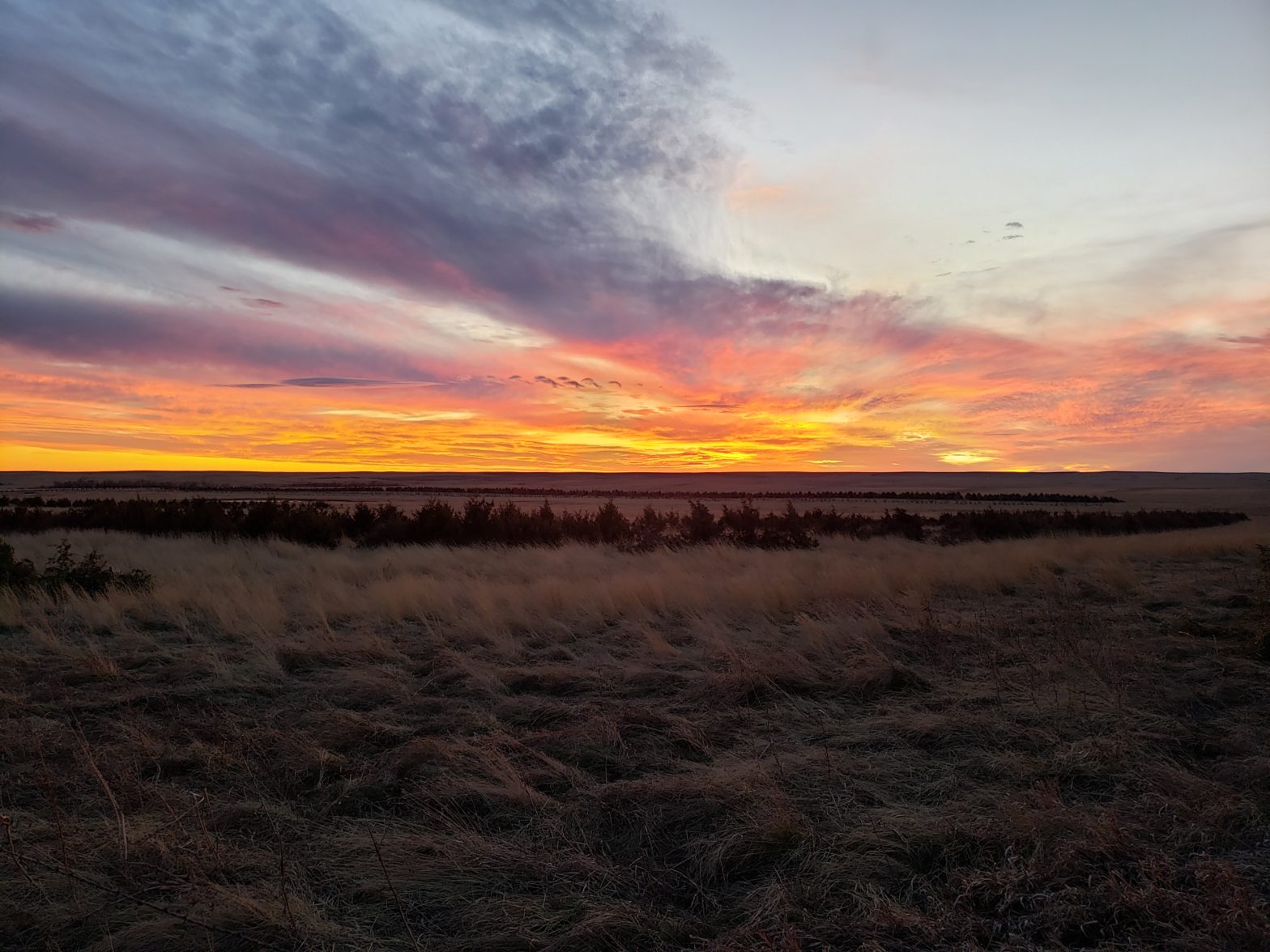 Pheasant hunting in Philip, South Dakota