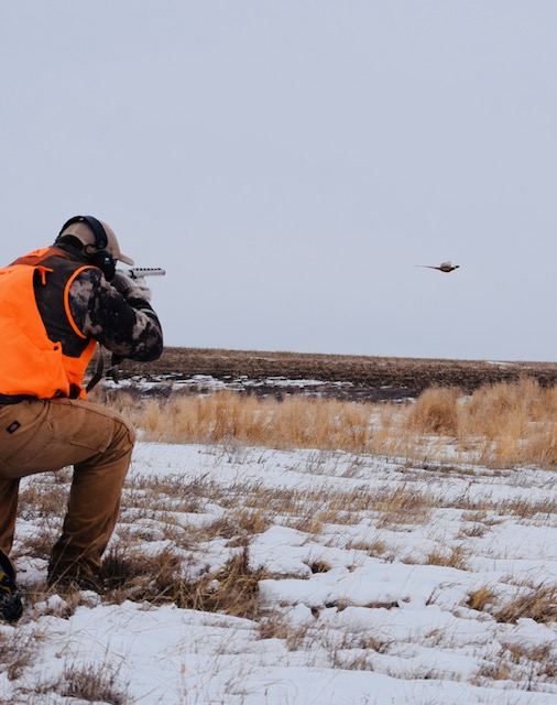 Pheasant hunting in Philip, South Dakota