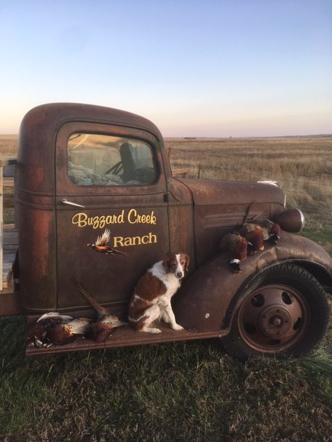 Pheasant hunting in Philip, South Dakota